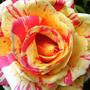 15_jul_08_013