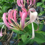 honey suckle (lonicera)