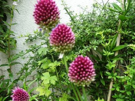 Allium sphearocephalon. (Allium Sphearocephalon)
