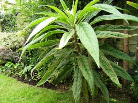Echium (Echium)