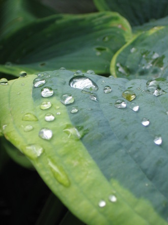 raindrops on hosta (Hosta sieboldiana)
