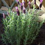 Lavandula_butterfly