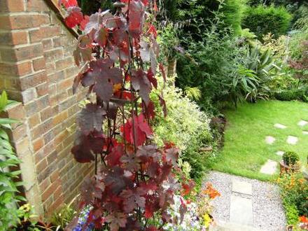 Vitis (Vitis vinifera (Grape vine))