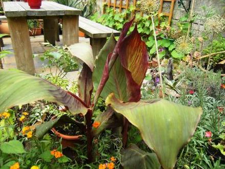 Canna (Canna)