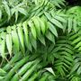 Rhus (Rhus)