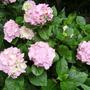 Hydrangea (Hydrangea)