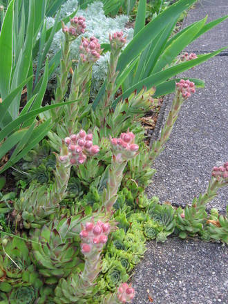 hens and chickens (Sempervivum tectorum (Common Houseleek))