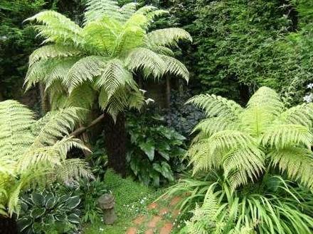 Tree ferns (Dicksonia antarctica (Soft tree fern))
