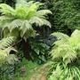 Tree ferns (Dicksonia antarctica (Soft tree fern))