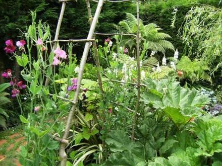 Sweet peas on Hazel arch (Lathyrus odoratus (Old-Fashioned Sweet Pea))