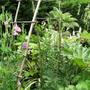 Sweet peas on Hazel arch (Lathyrus odoratus (Old-Fashioned Sweet Pea))