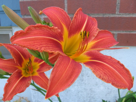 orange day lily (hemerocallis)