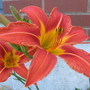 orange day lily (hemerocallis)