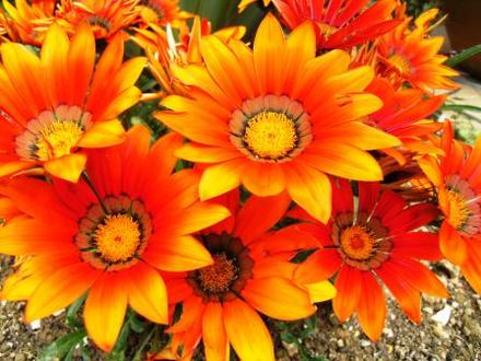 Gazania
