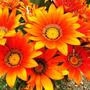 Gazania