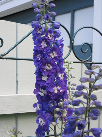 delphinium (Delphinium)