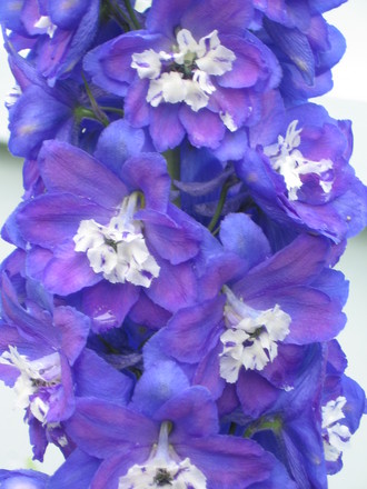 delphinium (Delphinium)