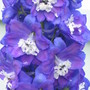 delphinium (Delphinium)