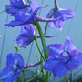delphinium (Delphinium)