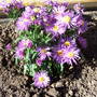 Aster_blue