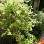 Honeysuckle (Lonicera Japonica Mint Crisp)