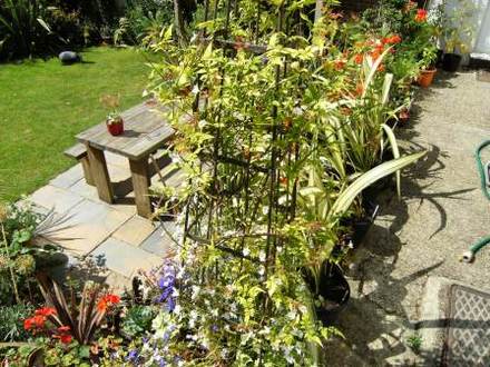 jasmin (Jasminum)