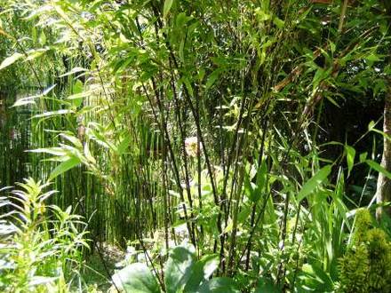 Black Bamboo (Phyllostachys nigra (Black bamboo))