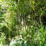 Black Bamboo (Phyllostachys nigra (Black bamboo))