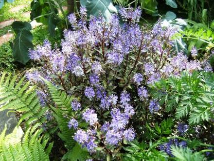 Hebe in flower (Hebe 'Caledonia')
