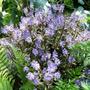 Hebe in flower (Hebe 'Caledonia')