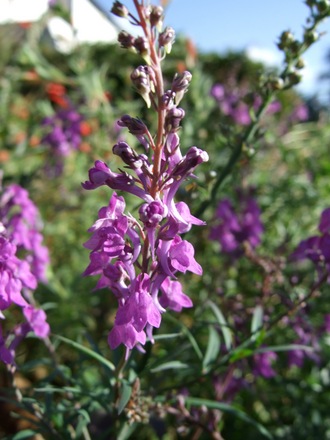 Linaria purpurea (Linaria purpurea)