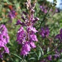 Linaria purpurea