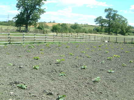 squashes and pumpkins