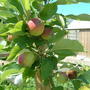 Dscf0006