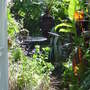 Garden__july__15th__2008
