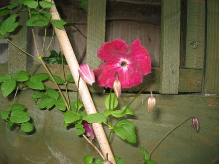 Clematis Viticella (Clematis viticella)