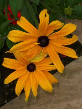 Annual Rudbekia