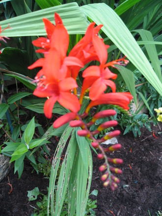 Crocosmia