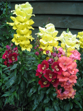 Snap Dragons (snapdragon)