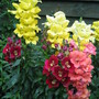 Snap Dragons (snapdragon)