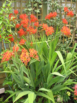 Crocosmia