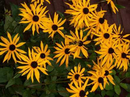Rudbekia 