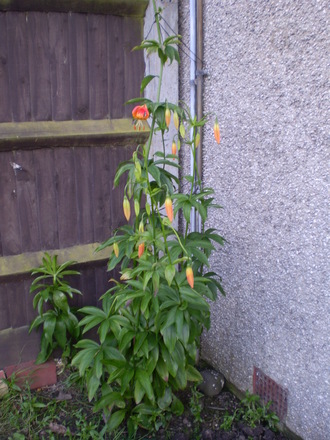 How tall! (Lilium pardalinum)