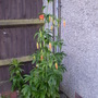 Lilium pardalinum