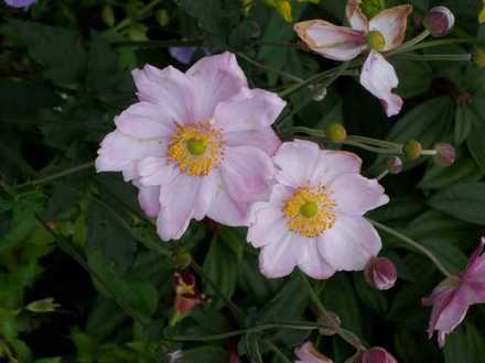 Anenome