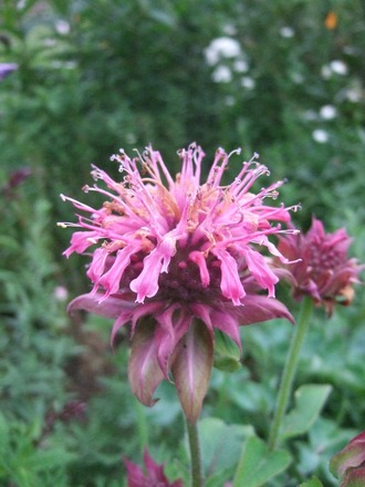 Pink Monarda (Monarda)