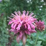 Pink_monarda