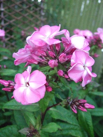 Another Phlox. (Phlox paniculata (Perennial phlox))