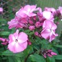 Another_phlox