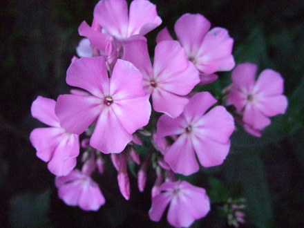 Phlox. (Phlox paniculata (Perennial phlox))